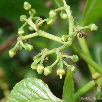 Cissus latifolia Lam.